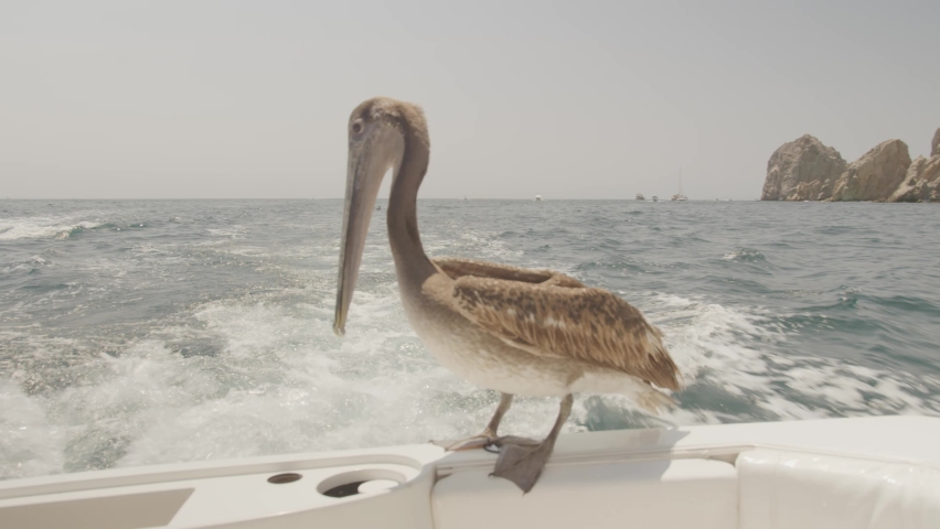 Pelican riding on back of boat in Cabo bay with Arch in background