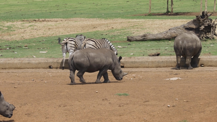 A shot tracking a group of rhinos in a wildlife enclosure, as the large animals turn away from their feeding trough, Mpumalanga, South Africa  Royalty-Free Stock Footage #1096787577
