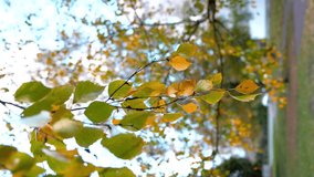 Colorful leaves of birch tree in autumn season, close up vertical video - Powered by Shutterstock - Get 15% off with code: PIKWIZARD15