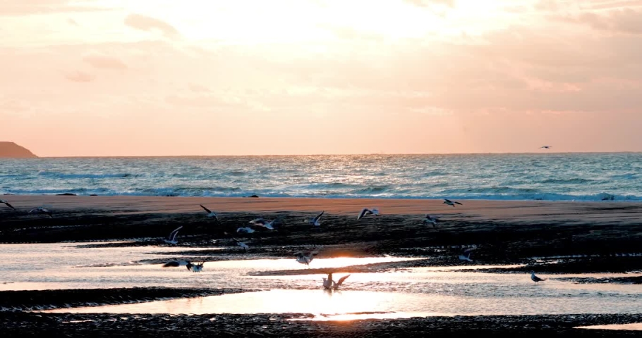 4k natural coast's view during sunset and wildlife scene of flying and walking seagull bird . High quality HD footage Royalty-Free Stock Footage #1096807261