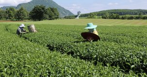 farmers women picking little green tea leaves in farmland at Chiang mai Thailand footage 4k video