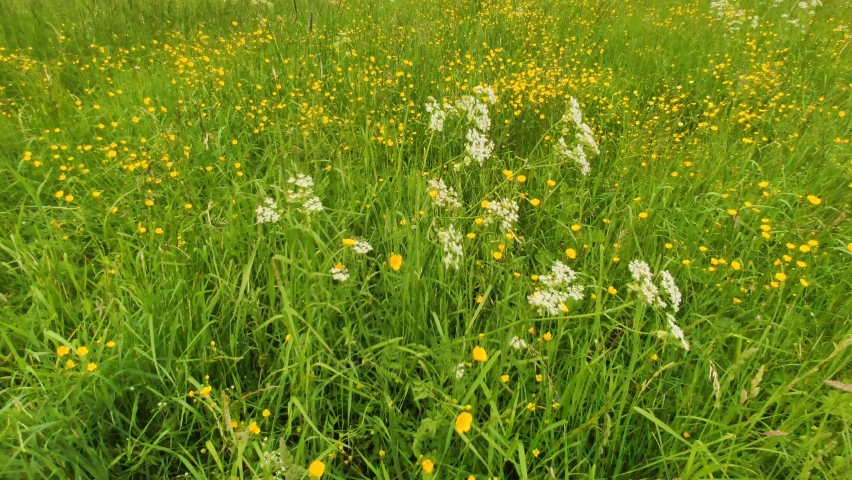 Buttercap yellow flowers on a summer meadow. Windy weather in the countryside. Ranunculus acris wildflowers. 