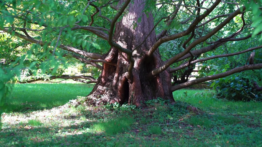 Fabulous branchy tree with a thick trunk in which there is a hollow in the form of an arch