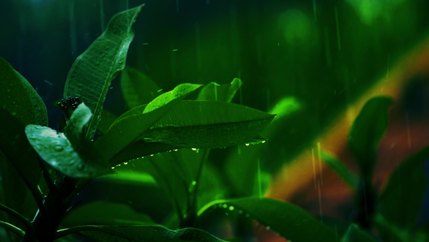Raining shower in the dense forest, close-up of rainfall in jungle, water droplets fixed on green leaves, Raining day in tropical forest. rain drop on leaf tree.Heavy Rain Falling On Tree Leaves | Shutterstock HD Video #1096827129