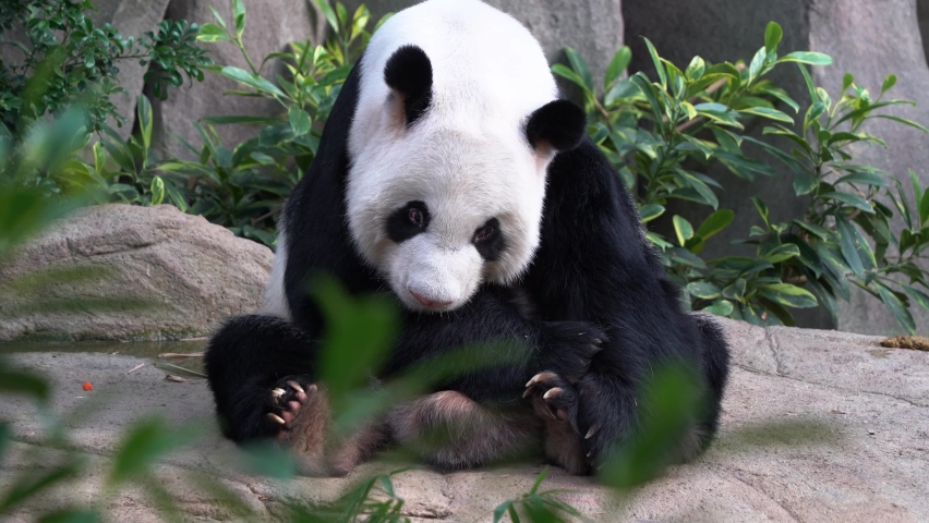 Sleepy cute giant panda, ailuropoda melanoleuca sitting on the ground, sticking its tongue out, yawning with its mouth wide open, rolling over and falling back to sleep at daytime.