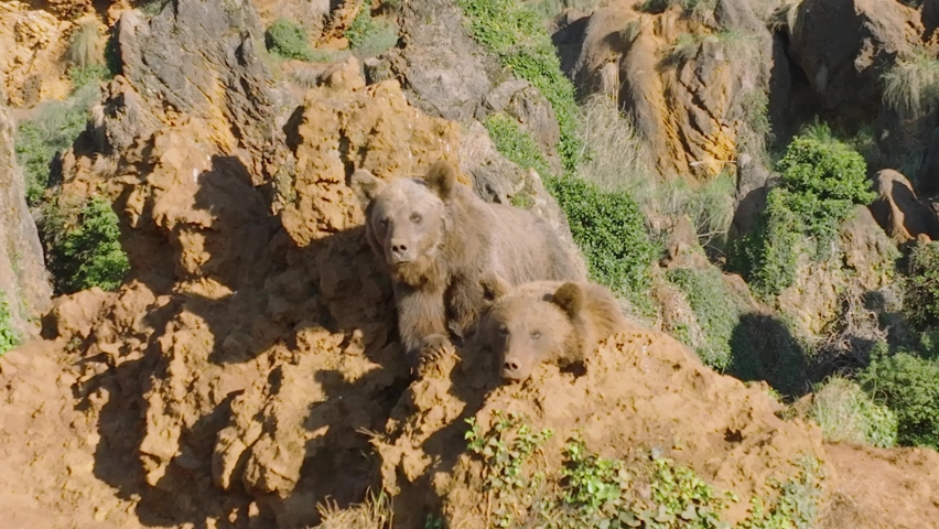 Brown bears resting at the top of a rocky cliff during sunset