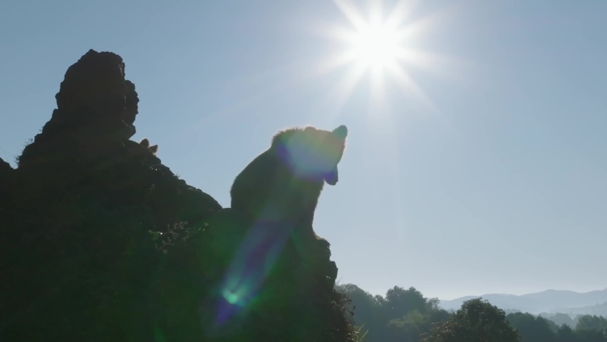 Brown bears sitting at the edge of a rocky cliff during a sunny day 