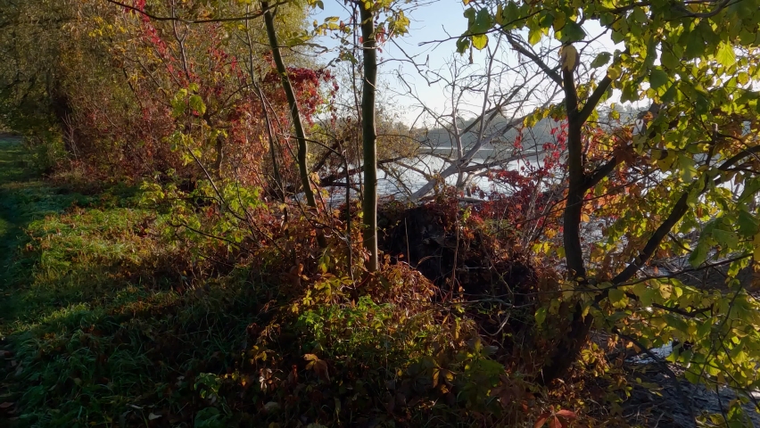 Shore of shallow pond with partly exposed bottom and fallen old dry trees in autumn, view while moving forward backlit
