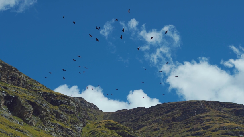 4K shot of birds flying in the blue sky in front of clouds above mountains as seen from Rohtang Pass at Manali in Himachal Pradesh, India. Birds flying high in the sky above the mountains. | Shutterstock HD Video #1096835071