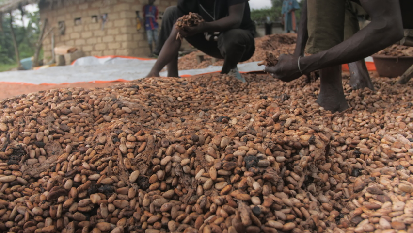 Hands select and shell cocoa beans, in Ivory Coast Royalty-Free Stock Footage #1096836221