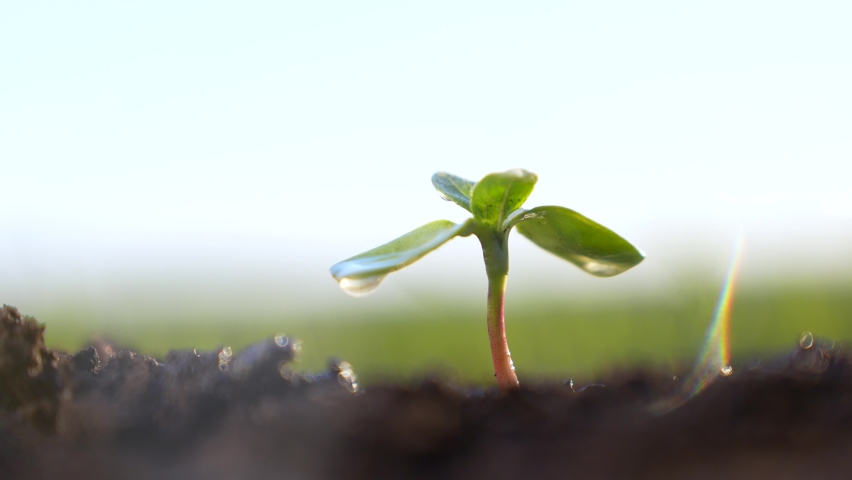 Agriculture. A farmer hand water green sprout. Green seedling in soil. Agriculture concept. Water drops, life of young sprout. Sprouted seed in fertile soil. Farmer hand waters young seedling in soil Royalty-Free Stock Footage #1096837825