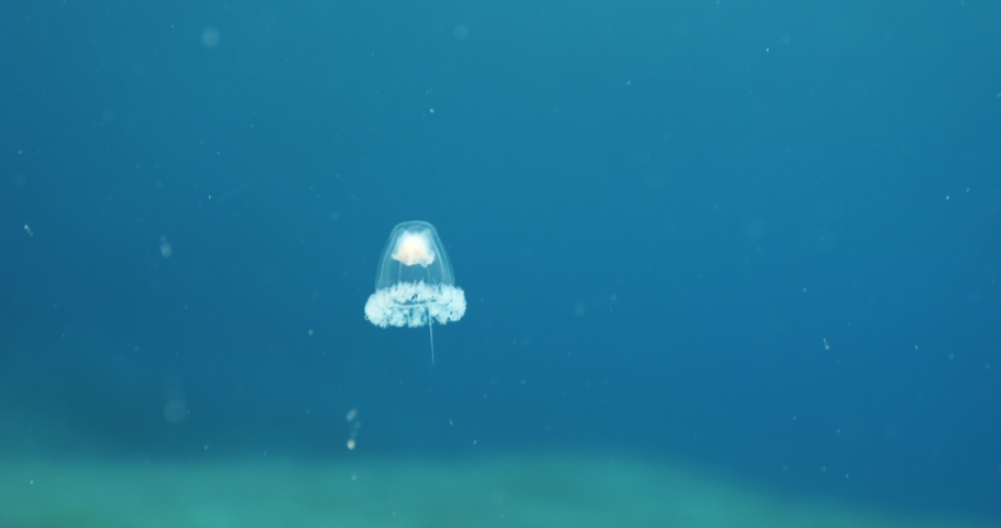 Turritopsis nutricula Turritopsis dohrnii Oceania O. armata immortal underwater closing jellyfish ocean scenery