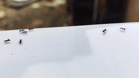Video of ants walking and crossing paths 