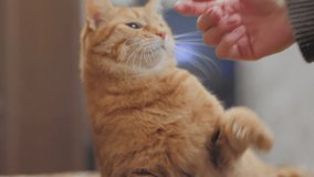 Woman is playing with gingaer tabby cat. She touches its nose with her finger. Tabby cat looks indignantly. - Powered by Shutterstock - Get 15% off with code: PIKWIZARD15