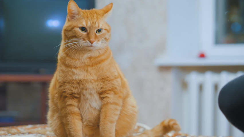 Woman is playing with ginger tabby cat. She gestures him to play. Tabby cat looks indignantly.