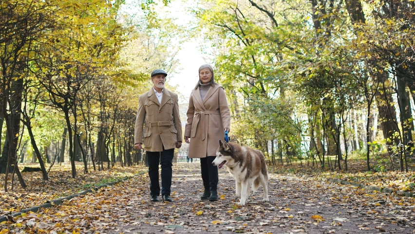 Slow-mo of mature lovely couple of old elegant grey-haired bearded man walking with older cute woman in park in autumn. Senior grandpa and grandma walking husky dog. Lovely couple concept. Royalty-Free Stock Footage #1096840841