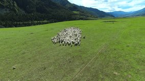 Drone flying over large goats herd grazing on green pasture countryside. Aerial view of livestock herding on green field in mountain valley. 