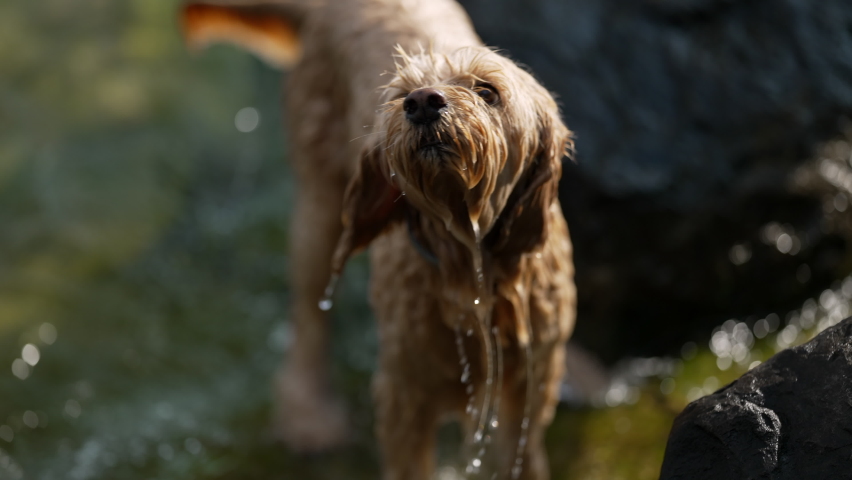 Dog shaking water after bath in super slow motion. Pet drying himself after swimming at lake