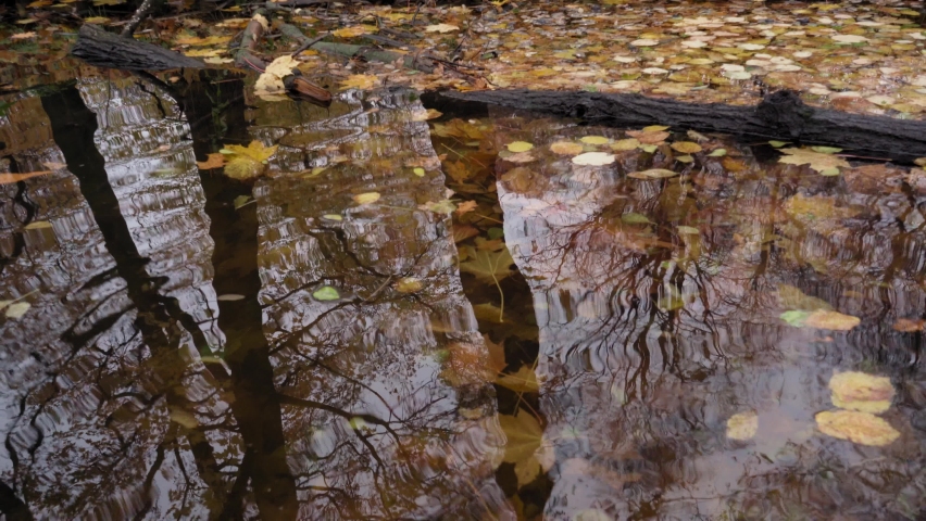 Clear Water with Autumn Leaves, Calm Autumn River, Cold Dark Lake, November Meditative Video