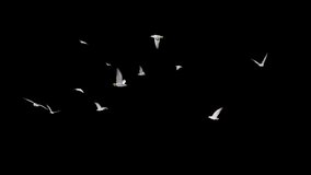 White Seagull Birds - Large Flock - Flying Around - Transparent Loop - 3D Animation with Alpha Channel