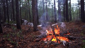 Campfire in the forest. Beautiful landscape of nature and trees. Sparks and flames. Rest by the fire. Camping in the woods. Burning firewood. Evening bonfire. Rain and snow in the forest. With sound	