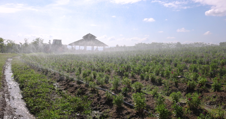 Timed automatic sprinkler system watering in garden flowers in agriculture farmland, modern agriculture concept, 4k video 
