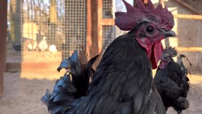 Black rooster with red comb standing in farmyard. Real time video. Poultry farm theme.
