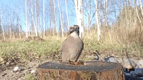 Jay (Garrulus glandarius) in the wild. The jay is looking for food. Feeding a jay in close-up. Video.