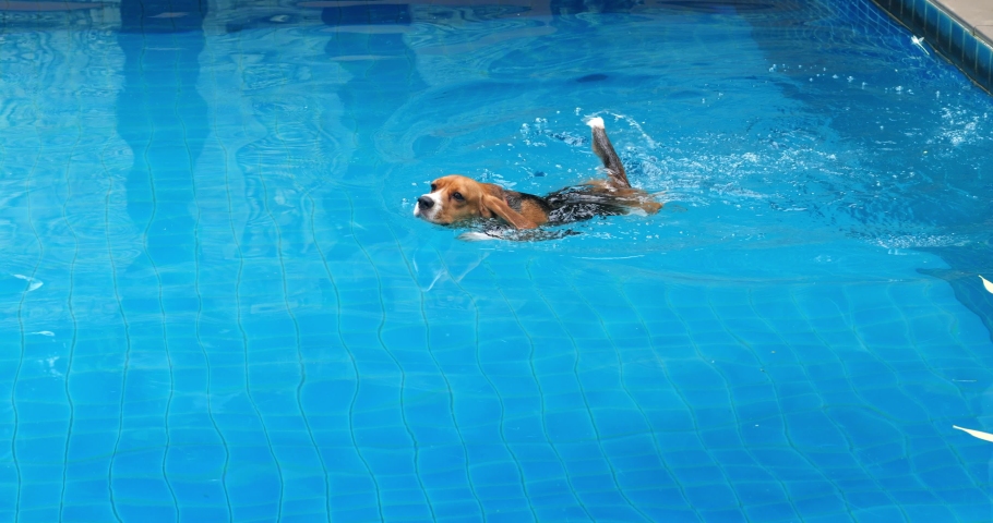 Portrait of an active adorable dog, puppy beagle, bigl, swimming back to the edge of a water pool. Animals theme for advertising Royalty-Free Stock Footage #1096851649