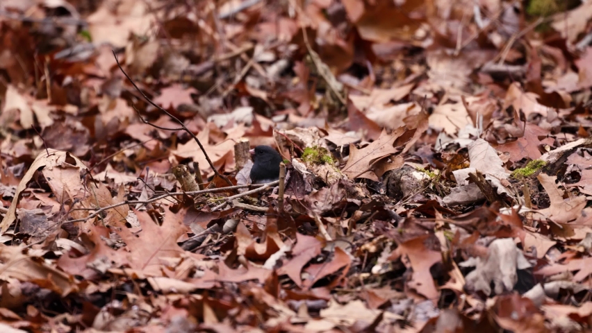 Dark-eyed junco (Junco hyemalis) on the ground searching for food under the leaves during fall in Wisconsin with snowflakes falling. 

