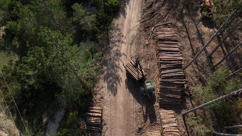 Wood Cutting in the Forest