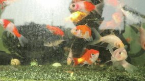 video of ornamental fish in the aquarium