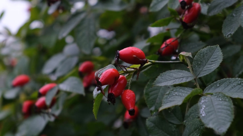 Red pods of rose hips on a green bush. Bush with red berries.  Royalty-Free Stock Footage #1096860543