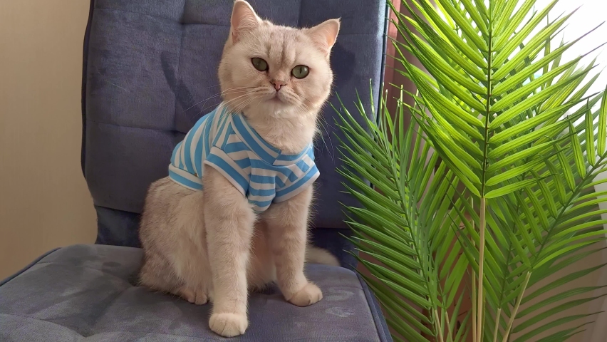 Cute white British cat in a blue striped T-shirt, sitting on a blue computer chair, at home