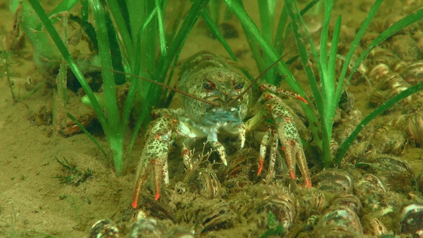 Broad Clawed Crayfish (Astacus astacus) on the bottom among green aquatic plants, close-up.