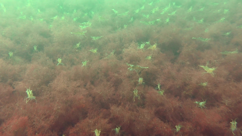 Large amount of shrimp (Palaemon) on red algae covering the seabed.