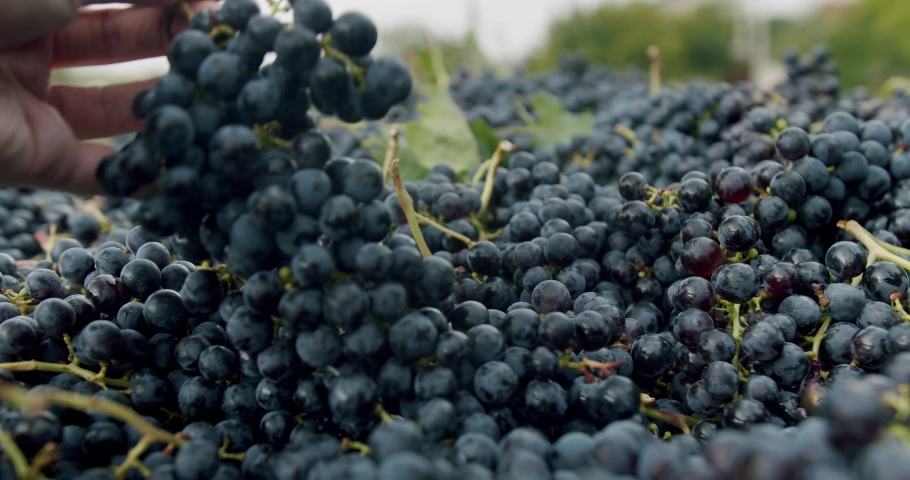 The farmer's hand select a beautiful grape. Winemaking, winery and wine production. Blue grapes Collected and ready to make wine. Time Wine Making Harvest. The collected red grapes in the tractor bed.