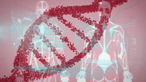 Animation of dna strand and data processing over human models on red background. Global science, computing and digital interface concept digitally generated video. - Powered by Shutterstock - Get 15% off with code: PIKWIZARD15