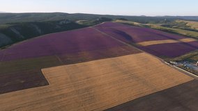 Lavender and oat fields. Lavender farm for industrial production of essential oil. Aerial Video Footage with Drone