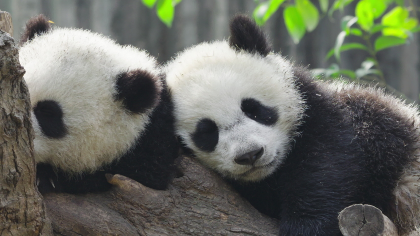 Zoom out view of giant panda bear family sleeping tegether mother guard baby take nap | Shutterstock HD Video #1096871241