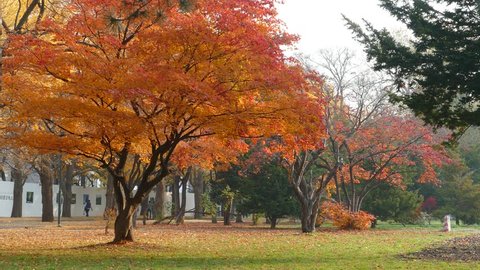 Sapporo, Japan - Nov 01 : College campus at fall season
