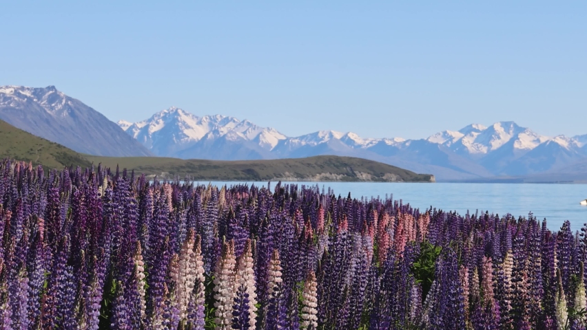 Sea of lupin flowers near Lake Tekapo, New Zealand