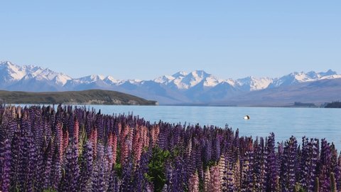 Sea of lupin flowers near Lake Tekapo, New Zealand Arkistovideo