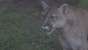 Beautiful Canadian Puma in forest. American cougar - mountain lion. Wild Cat Close-up portrait scene in the woods. Wildlife America. Slow motion 120 FPS, ProRes 422, ungraded C-LOG 10 bit video