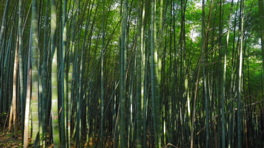 Timelapse In Bamboo Grove. Lights And Shadows Fast Movement. Beautiful Landscape. Bright Green Colors. Timelapse, Time-lapse.