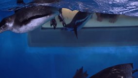 Aquarium. Boy plays with Humboldt penguins through glass at the zoo. 
