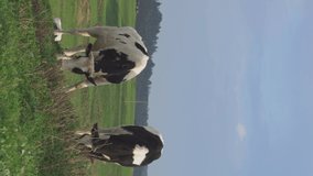 two dairy cow grazing in a green meadow in Cantabria, northern Spain, vertical video for smart phone, copy space