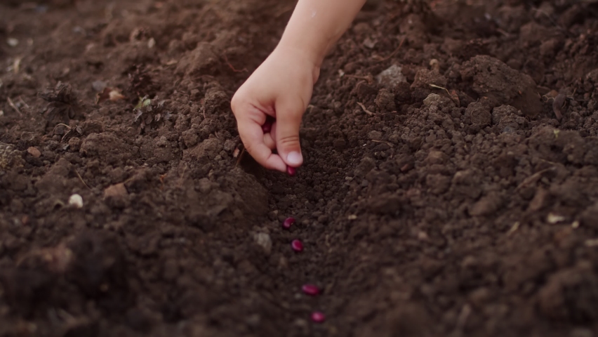 Close up of a child hand plants red seeds in the ground. Spring time, preparing garden for summer. The concept of growing vegetables in agriculture on a personal plot, vegetable garden