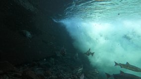 Underwater video of chum salmon in Rausu, Shiretoko, Hokkaido