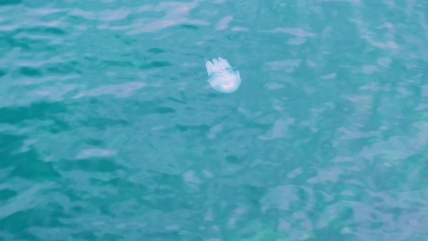 Big sea jellies free swimming in blue water of black sea. Transparent aquatic animal. Jellyfish is one of oldest profound creatures on planet. Neptunian beast.